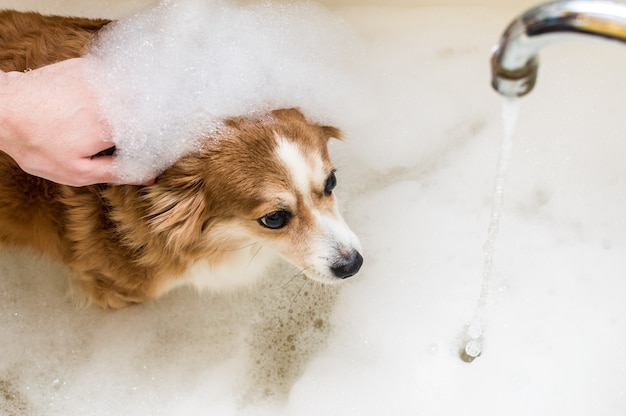 Portrait d'un chien dans un bain avec de la mousse de bain sur la tête.