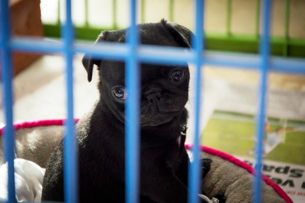 Photo portrait d'un chien dans une cage