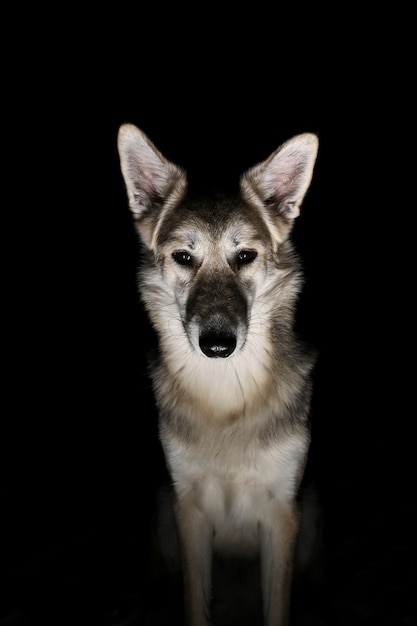 Portrait d'un chien dans le domaine la nuit