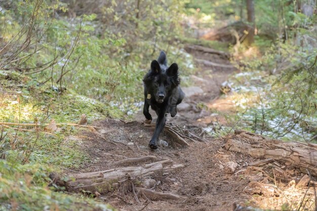 Photo portrait d'un chien dans la forêt