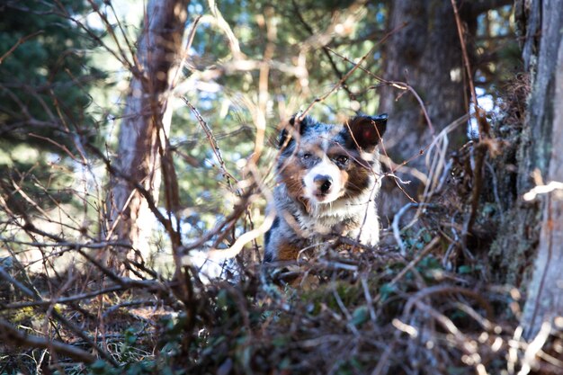 Portrait d'un chien dans la forêt