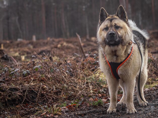 Portrait d'un chien dans une forêt