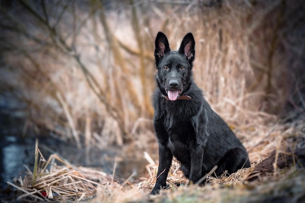 Photo portrait d'un chien dans l'herbe