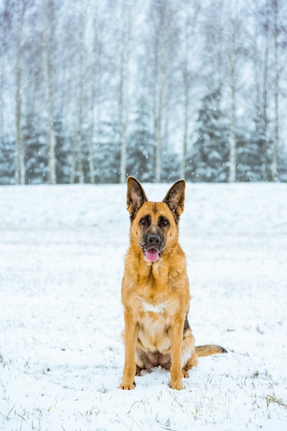 Portrait de chien dans la neige en hiver