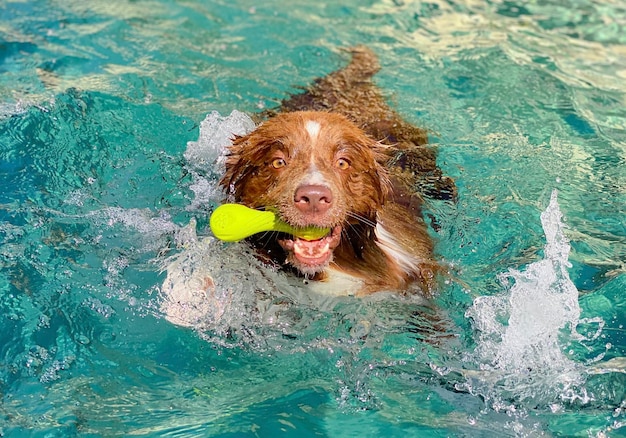 Portrait d'un chien dans une piscine