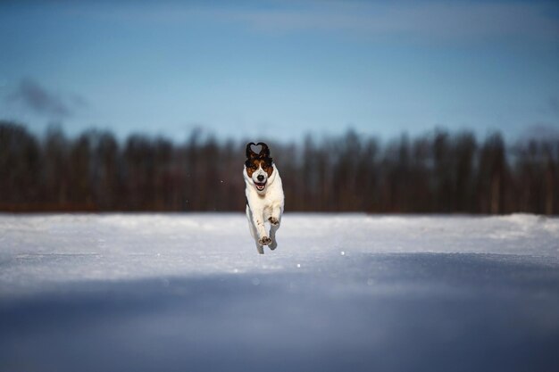 Portrait de chien dans le pré d'hiver courant dans le sens de la caméra en regardant la caméra.