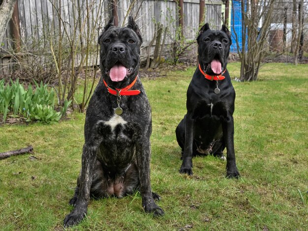 Photo portrait d'un chien debout sur un champ herbeux