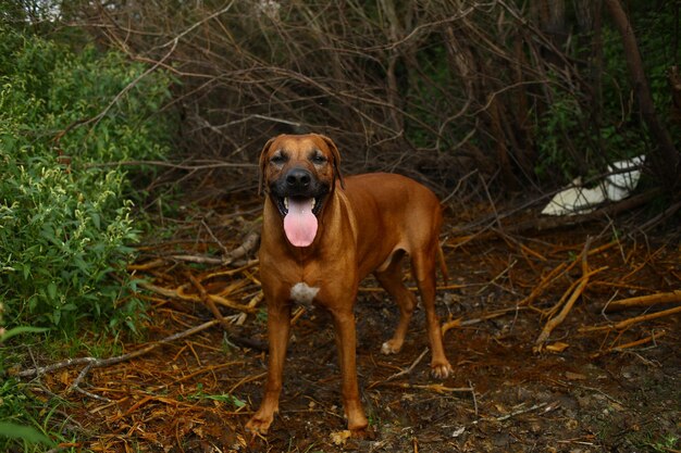 Portrait d'un chien debout sur le champ.