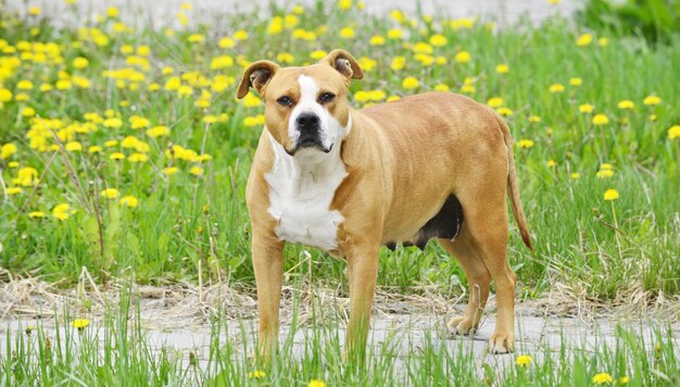 Photo portrait d'un chien debout dans le champ