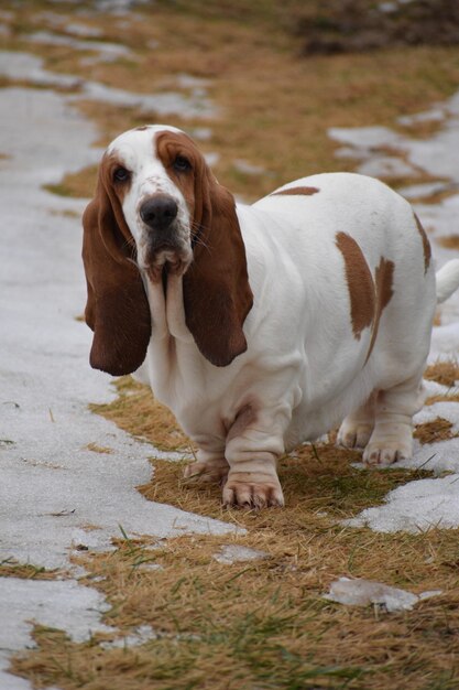 Photo portrait d'un chien debout dans la neige