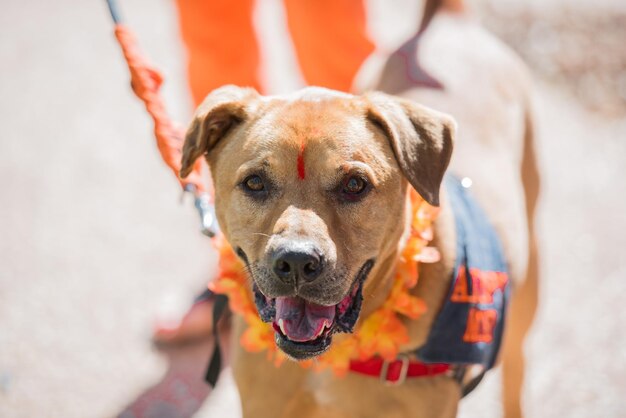 Portrait d'un chien debout dans la rue