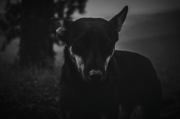 Photo portrait d'un chien debout à l'extérieur