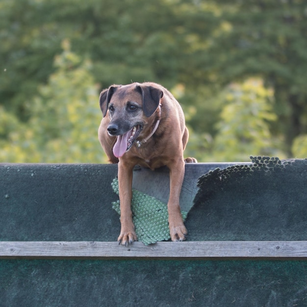 Photo portrait d'un chien debout à l'extérieur