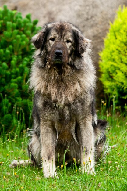 Photo portrait d'un chien debout sur l'herbe