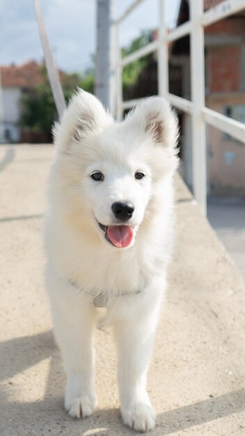 Portrait d'un chien debout