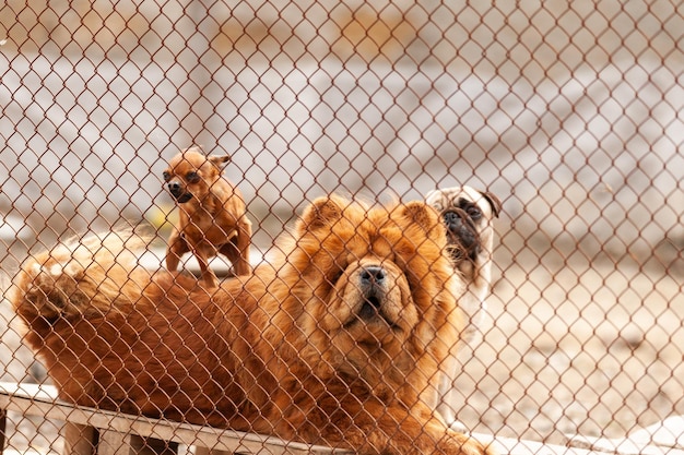 Portrait d'un chien derrière un filet dans une volière.