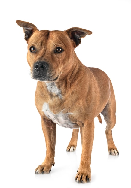 Photo portrait d'un chien détournant son regard sur un fond blanc