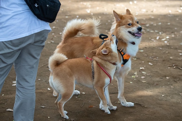 Portrait d'un chien deux jouent et se tiennent ensemble à l'extérieur