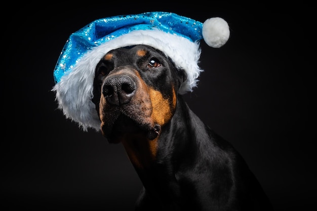 Portrait d'un chien Doberman dans un chapeau de Père Noël isolé sur fond noir