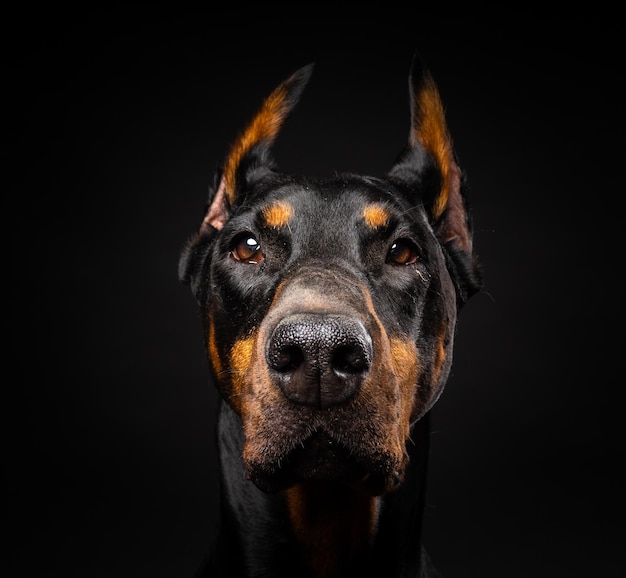 Portrait d'un chien Doberman sur un fond noir isolé