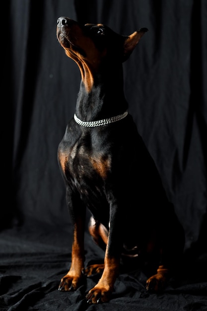 Portrait de chien doberman sur fond noir studio