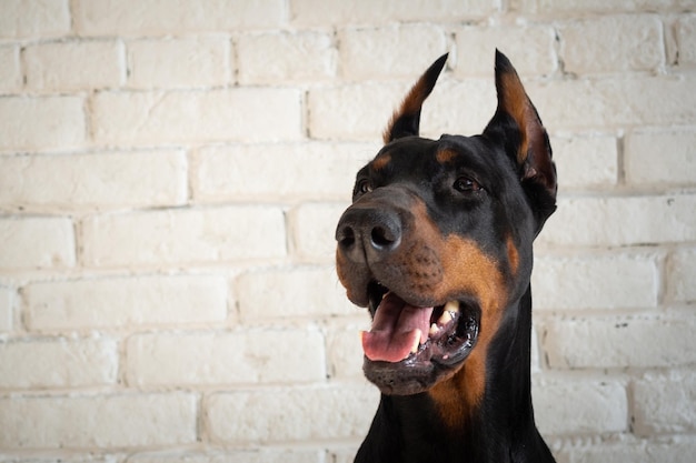 Portrait d'un chien Doberman isolé Studio photo sur un mur de briques blanches