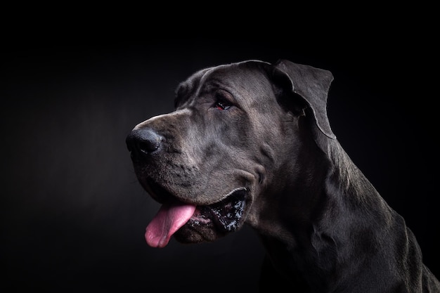 Portrait d'un chien Dogue Allemand sur un fond noir isolé