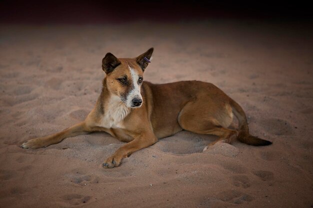 Photo portrait d'un chien égyptien