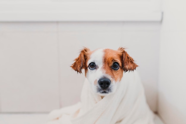 Portrait d'un chien enveloppé dans une serviette alors qu'il est assis sur le sol à la maison