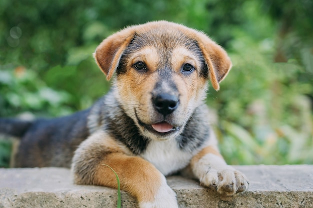 Portrait de chien errant chiot mignon regardant la caméra