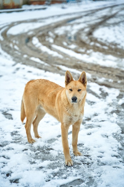 Portrait d'un chien errant dans une rue enneigée. Une saison hivernale difficile pour les animaux errants.