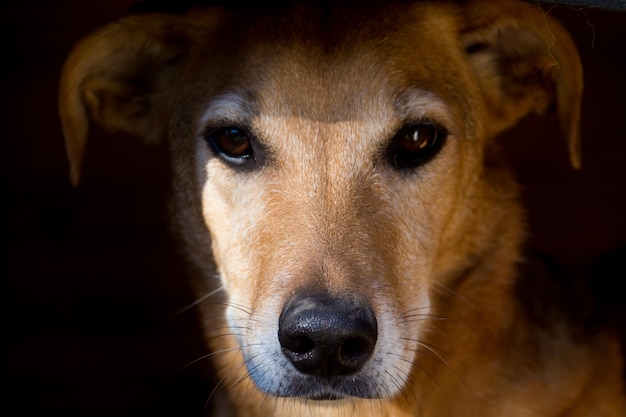 Portrait d'un chien errant victime de maltraitance animale dans les rues