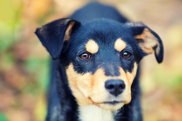 Portrait d'un chien errant