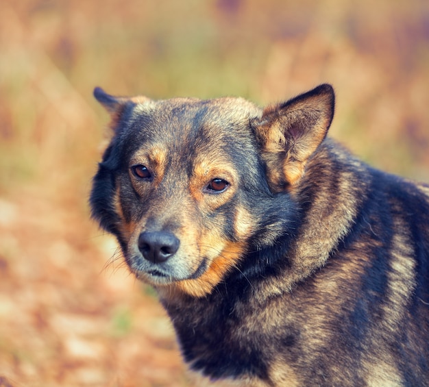 Portrait de chien à l'extérieur en automne