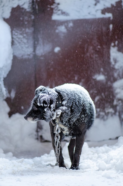 Portrait de chien à l'extérieur en hiver