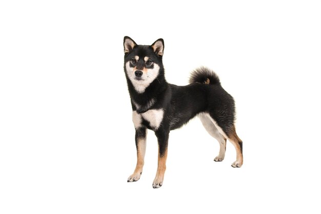 Portrait d'un chien sur un fond blanc
