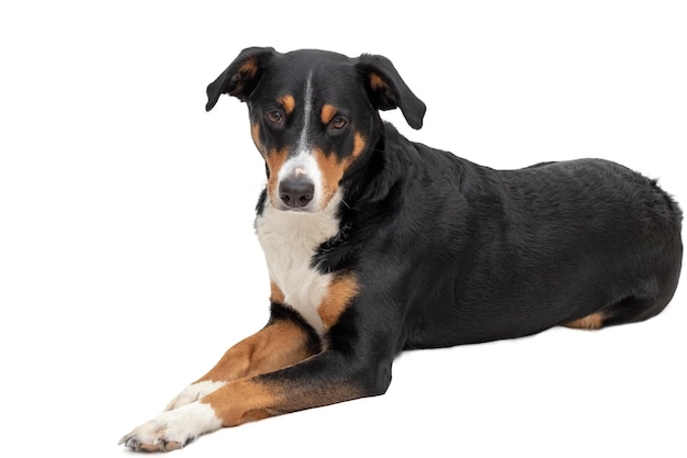 Portrait d'un chien sur fond blanc