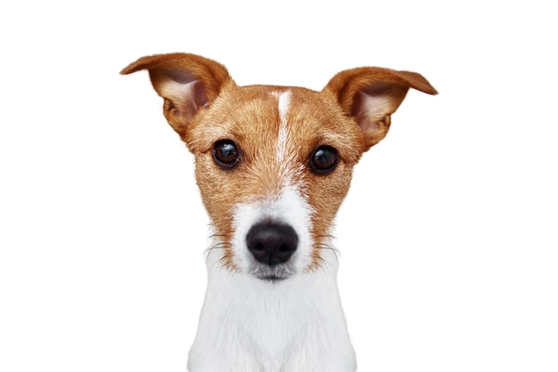 Portrait de chien à fond blanc