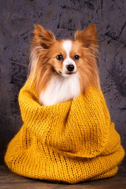 Portrait d'un chien sur fond gris brutal