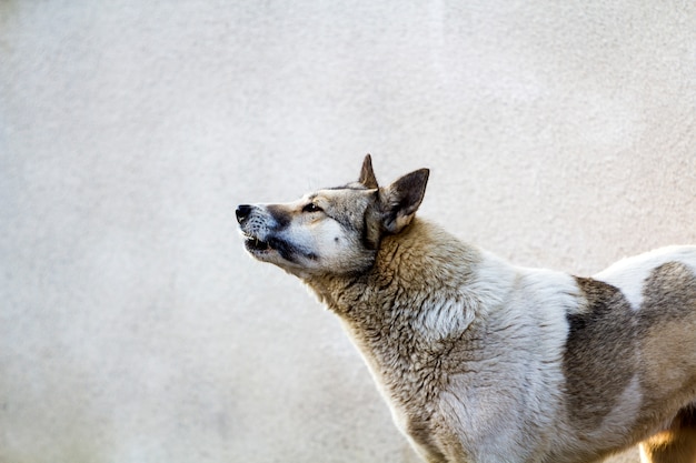 Portrait d'un chien sur fond gris