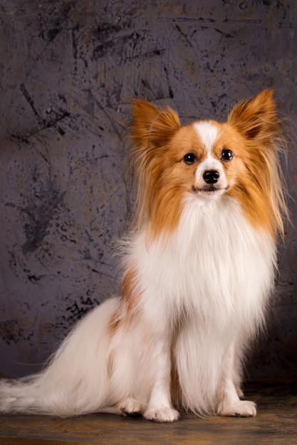 Portrait d'un chien sur fond gris