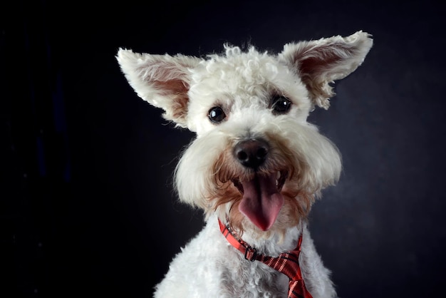 Portrait d'un chien sur un fond noir
