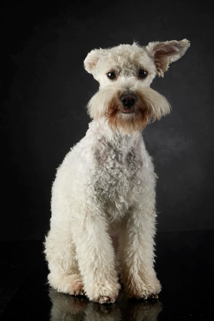 Portrait d'un chien sur un fond noir