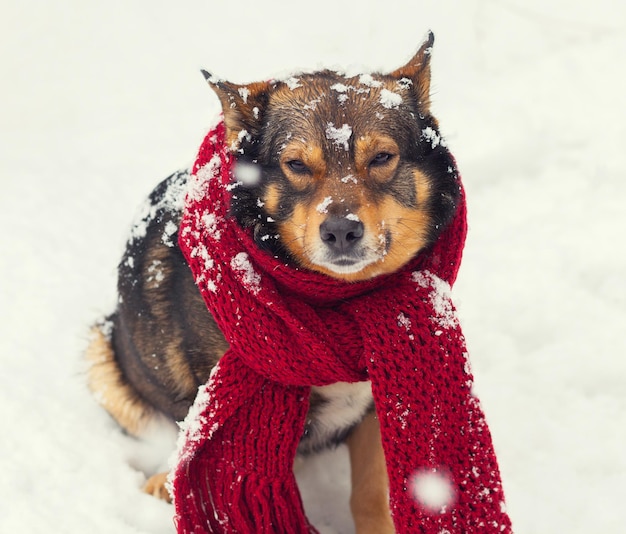 Portrait d'un chien avec foulard noué autour du cou assis dans la neige