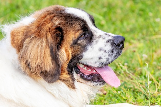 Portrait de chien de garde de Moscou gros plan de profil sur fond flou