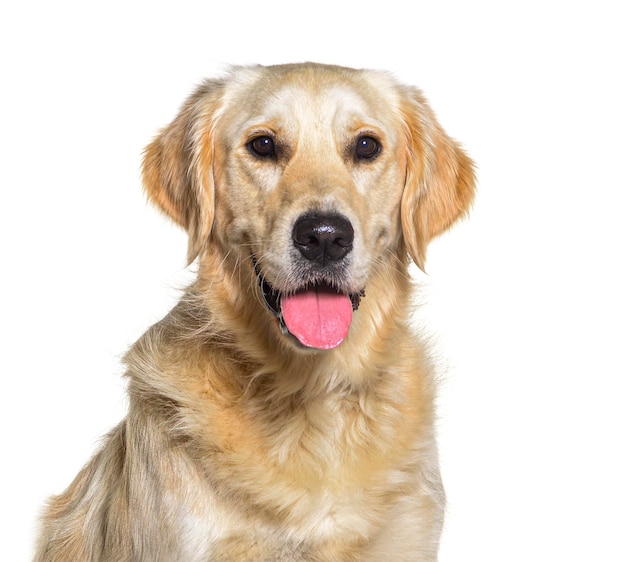 Portrait de chien Golden retriever haletant isolé sur blanc