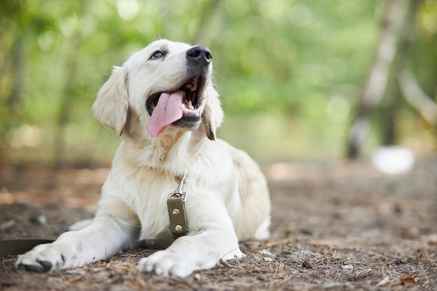 Portrait de chien Golden Retriever qui tire la langue sur fond vert doux Chien Golden Retriever