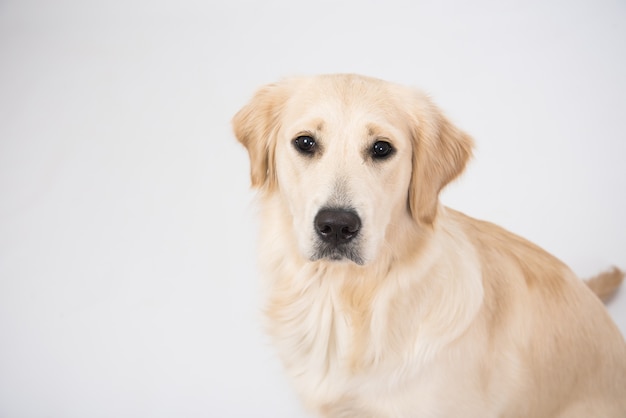 Portrait de chien golden retriever