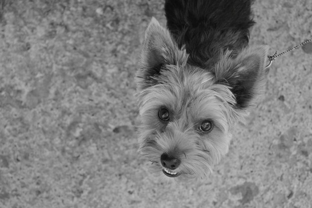 Photo portrait d'un chien en grand angle