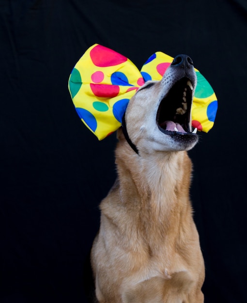 Portrait de chien avec un gros noeud papillon à pois colorés sur la tête, sur fond noir